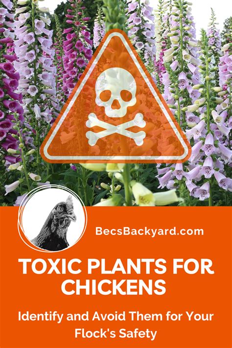 Toxic Plants to Chickens A.